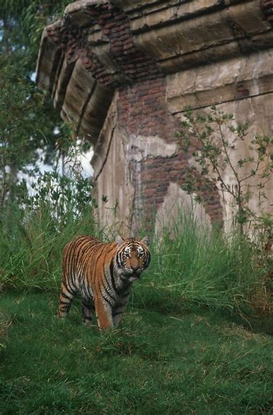 Maharajah Jungle Trek Animal Kingdom