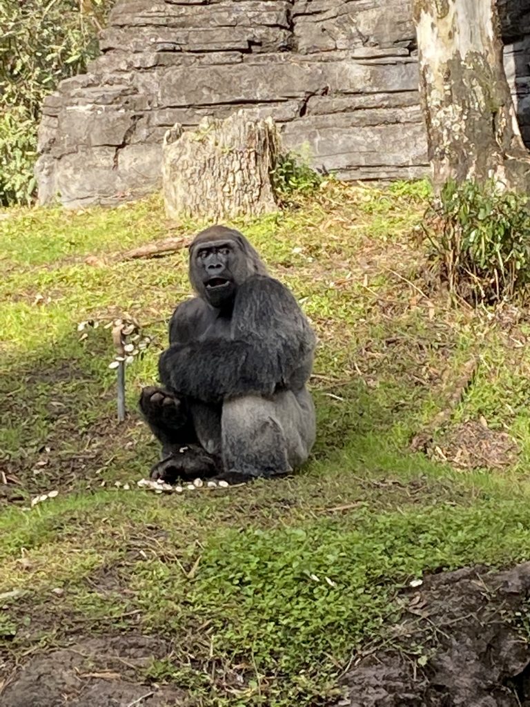 Animal Kingdom Gorilla