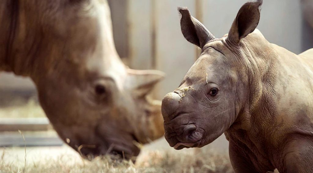 Animal Kingdom Up Close With Rhinos Enchanting Extra